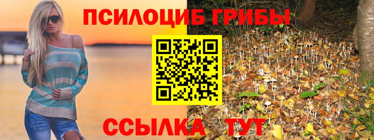 где найти наркотики  Вход с VPN  Георгиевск  Псилоцибиновые грибы Psilocybine cubensis 